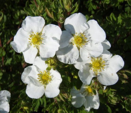 Potentilla fruticosa 'Abbotswood'