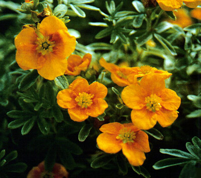 Potentilla fruticosa 'Mango Tango' PP12258