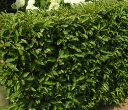 Prunus lusitanica  (Canada Only) 