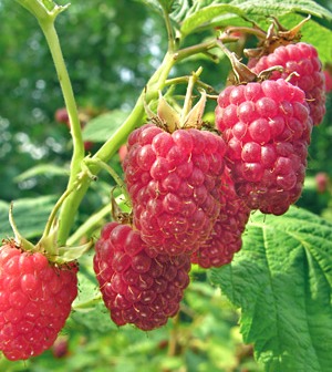 Raspberry - Rubus idaeus 'Latham' (Primocane) (Canada Only)