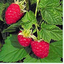 Raspberry - Rubus idaeus 'Canby'  (Canada Only) 