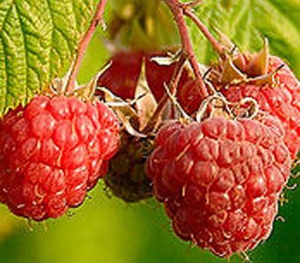 Raspberry - Rubus idaeus 'Coho' (Primocane) (Canada Only)