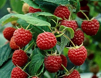 Raspberry - Rubus idaeus 'Heritage'  (Canada Only) 