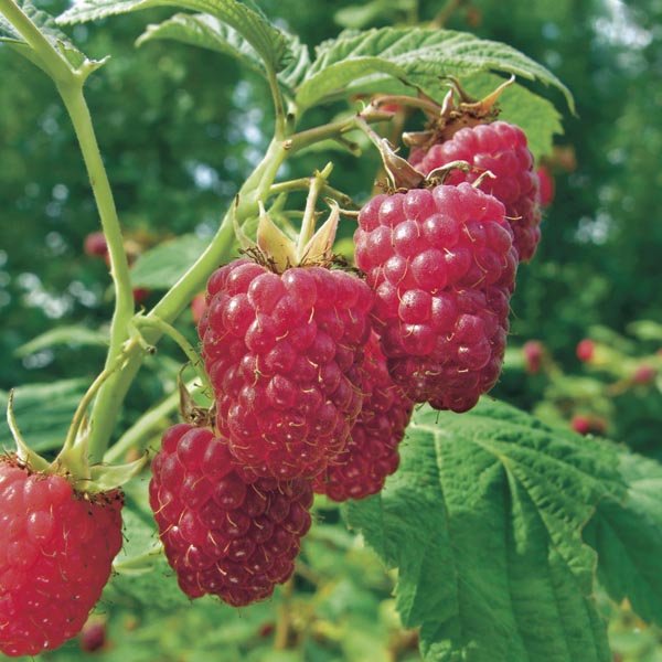 Raspberry - Rubus idaeus 'Meeker'  (Canada Only) 