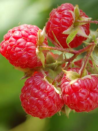 Raspberry - Rubus idaeus 'Willamette'  (Canada Only) 