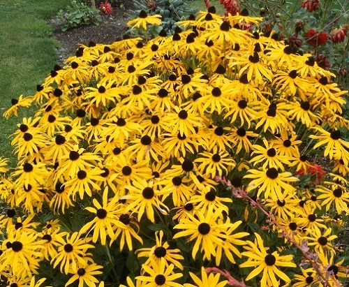 Rudbeckia fulgida 'Goldsturm'