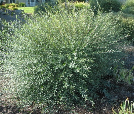 Salix purpurea 'Nana'