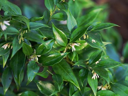 Sarcococca ruscifolia