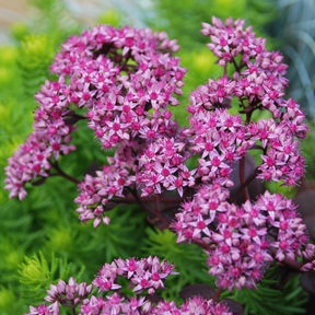 Sedum hybrid Sunsparkler® 'Cherry Tart' PP24603