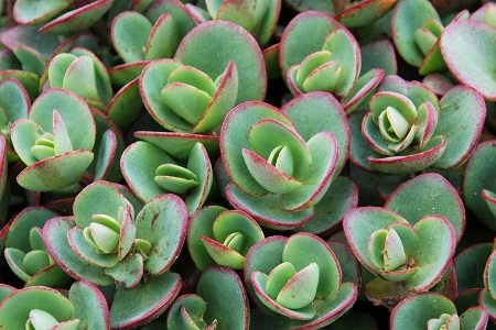 Sedum hybrid Sunsparkler® 'Lime Zinger' PP24632