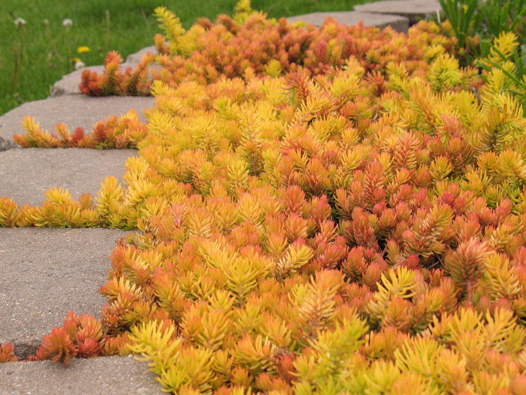 Sedum reflexum 'Angelina'