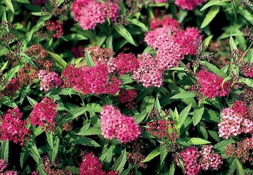 Spiraea japonica 'Neon Flash'