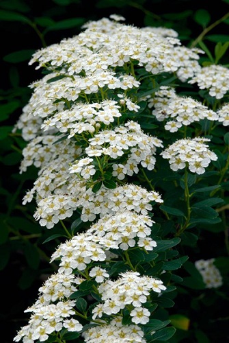 Spiraea nipponica 'Snowmound'