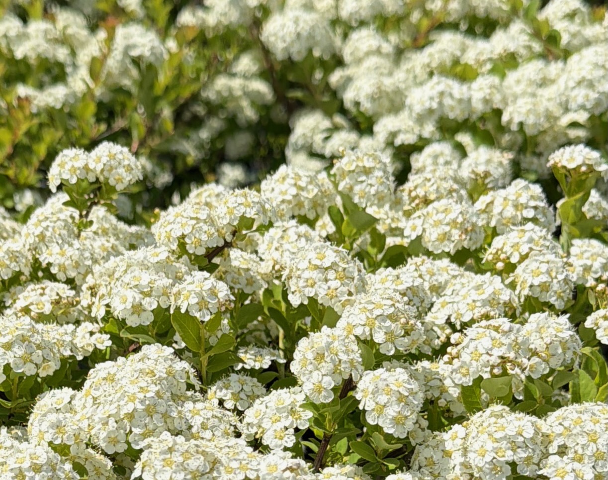 Spiraea nipponica 'Snowmound'