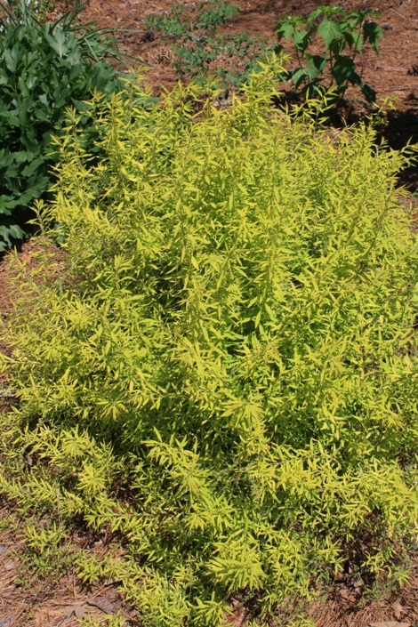 Spiraea thunbergii 'Ogon' Mellow Yellow