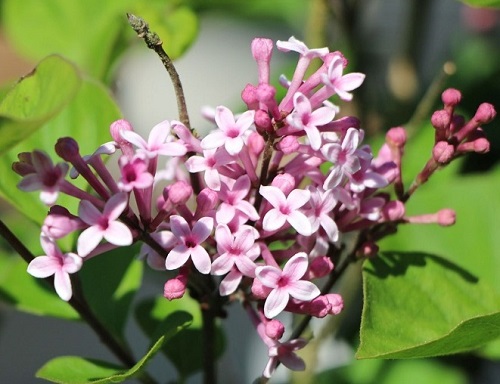 Syringa hybrid 'Josee'