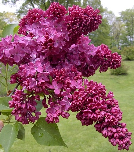 Syringa vulgaris 'Congo'