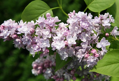 Syringa vulgaris 'Katherine Havemeyer'