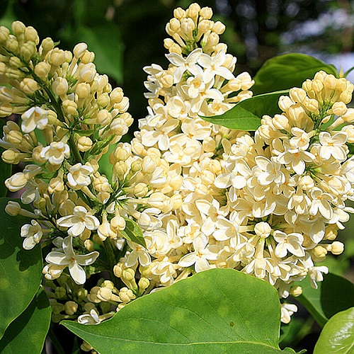 Syringa vulgaris 'Primrose'