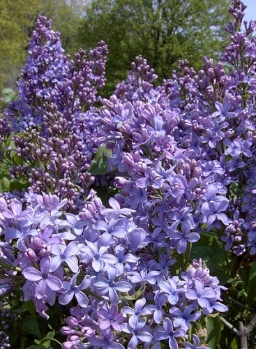 Syringa vulgaris 'Wonderblue'