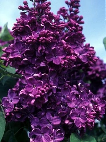 Syringa vulgaris 'Yankee Doodle'