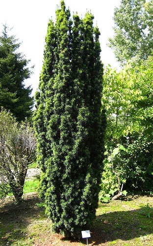 Taxus baccata 'Fastigiata'