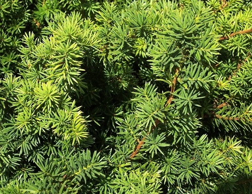 Taxus media 'Densiformis'