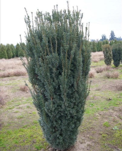 Taxus media 'H.M. Eddie'