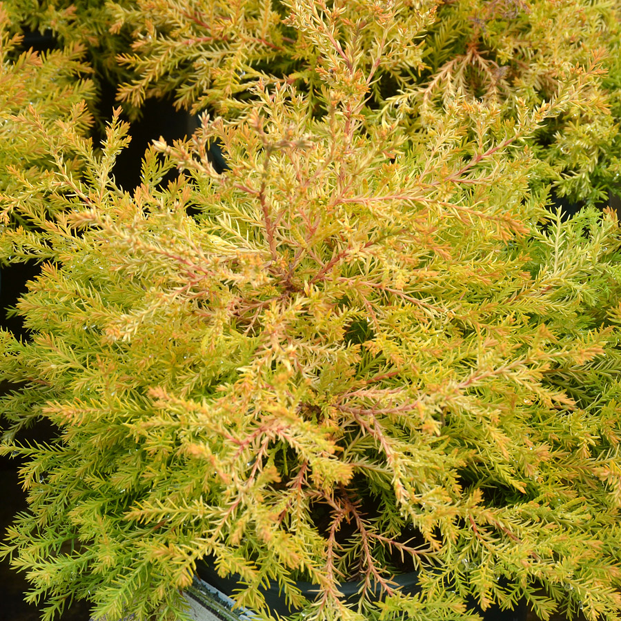 Thuja occidentalis 'Harvest Moon'