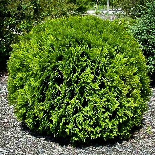 Thuja occidentalis 'Hetz Midget'