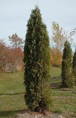 Thuja occidentalis 'Skybound'