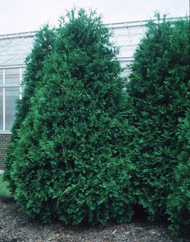 Thuja occidentalis 'Techny'