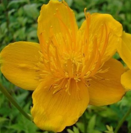 Trollius chinensis 'Golden Queen'