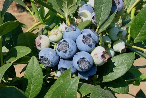 Vaccinium corymbosum 'Biloxi'