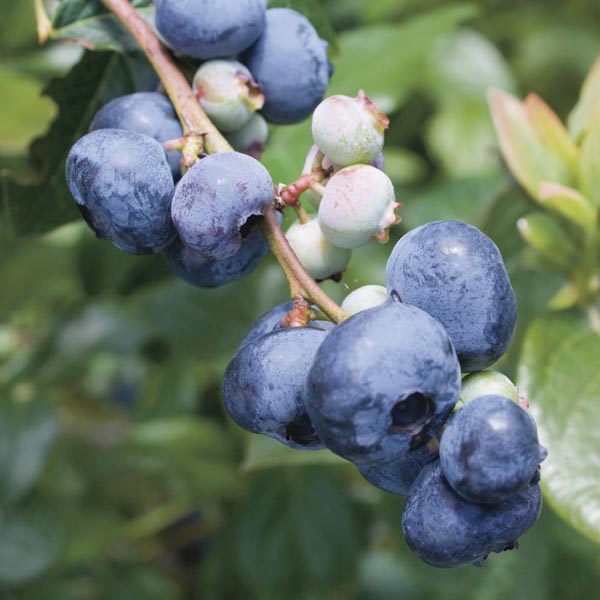 Vaccinium corymbosum 'Blue Gold'