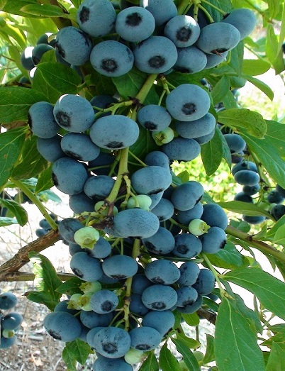 Vaccinium corymbosum 'Bluecrop'