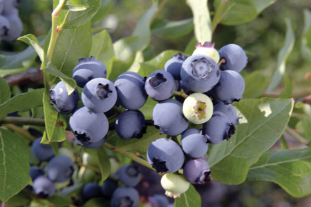 Vaccinium corymbosum 'Chandler'