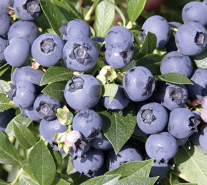 Vaccinium corymbosum 'Northcountry'