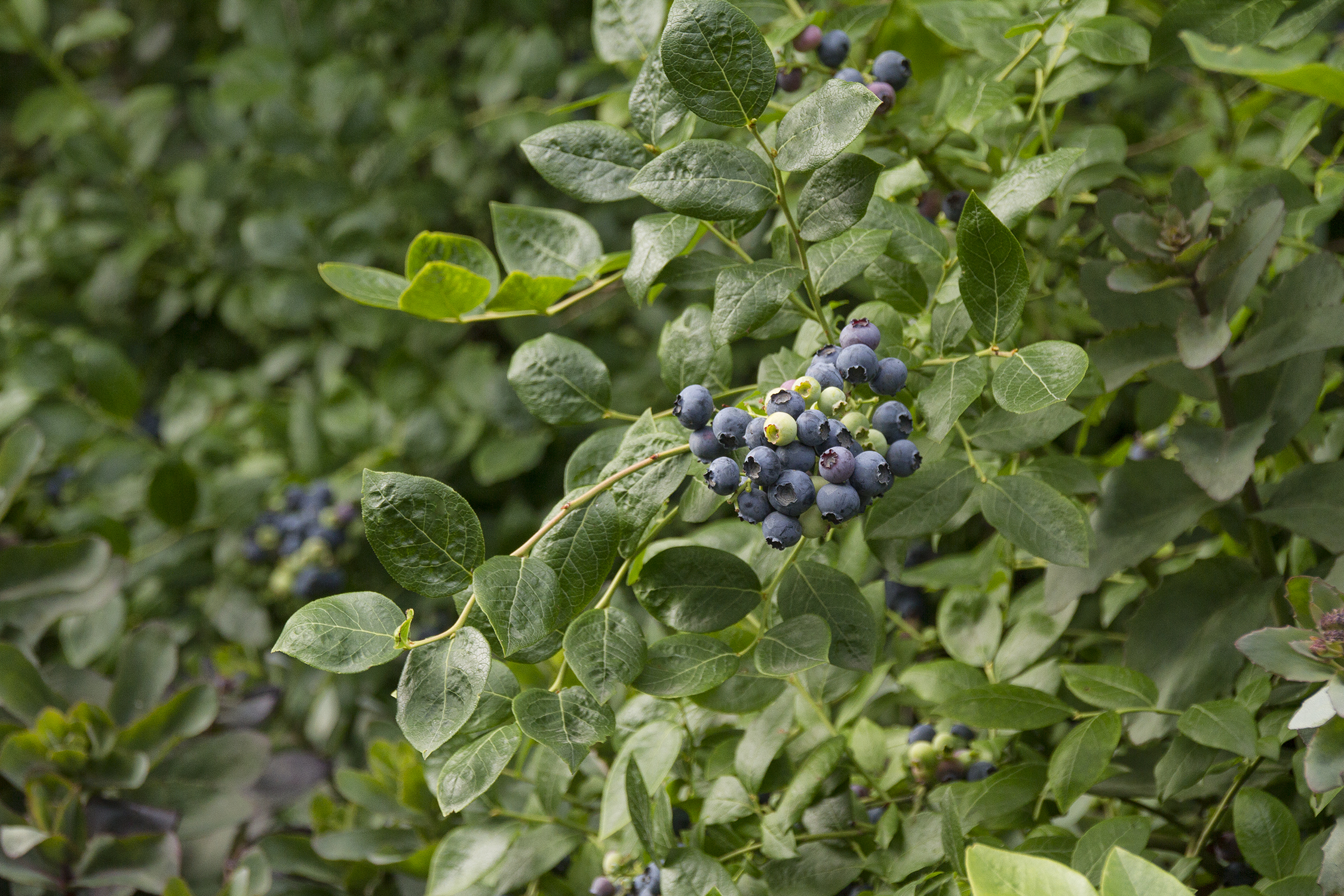 Vaccinium corymbosum 'Northland'