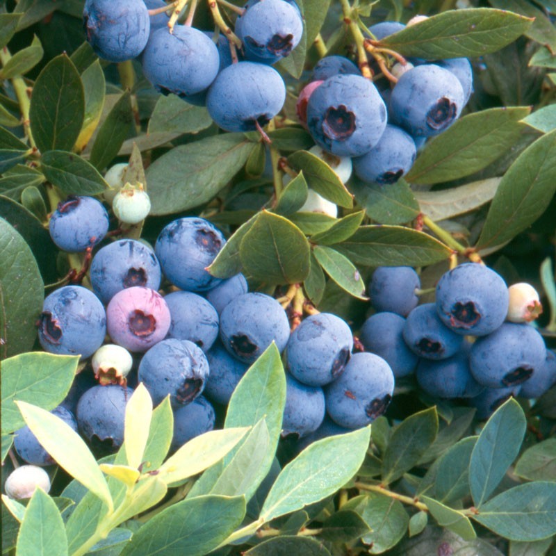 Vaccinium corymbosum 'Sunshine Blue'