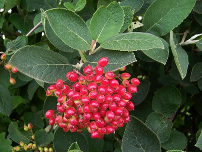 Viburnum lantana