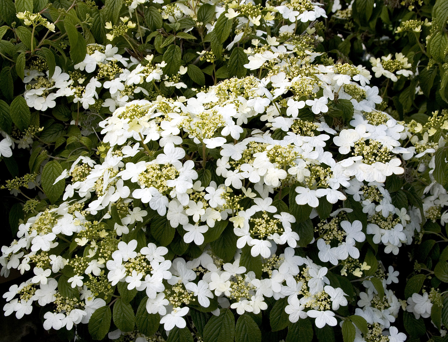 Viburnum plicatum 'Summer Snowflake'