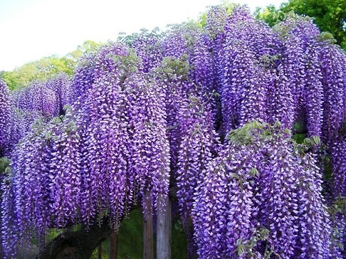 Wisteria macrostachya 'Blue Moon'