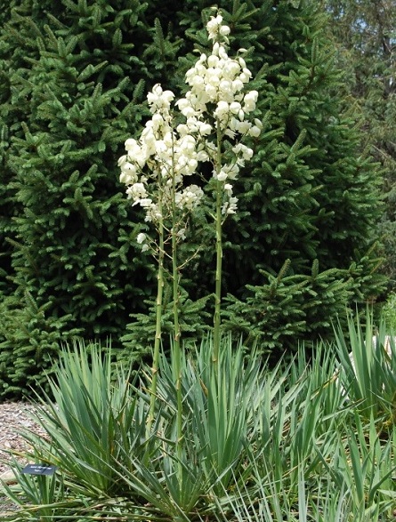 Yucca filamentosa 'Ivory Tower'