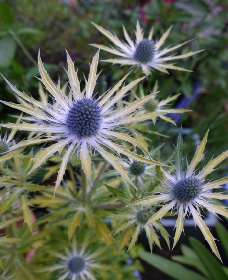 Eryngium zabelii 'Neptune's Gold' PP27092