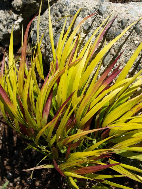 Grass - Hakonechloa macra SunFlare™