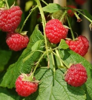 Raspberry - Rubus idaeus 'Boyne'  (Canada Only) 