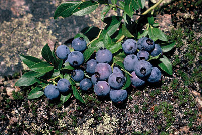 Vaccinium angustifolium