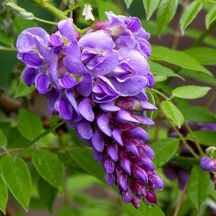 Wisteria sinensis 'Amethyst Falls' 