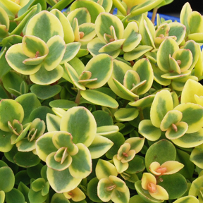 Sedum hybrid Sunsparkler 'Lime Twister' 